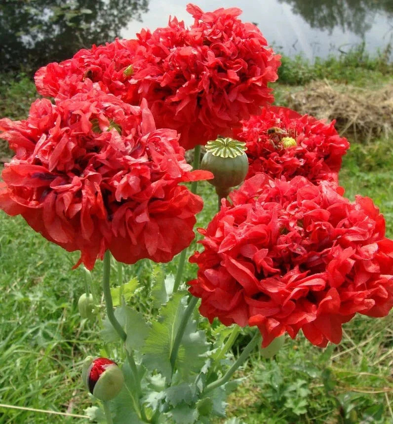 Red Double Poppy Seeds - 200+ Pack, Papaver rhoeas, Bright Red Blooms, Garden Planting, Non-GMO, USA Grown