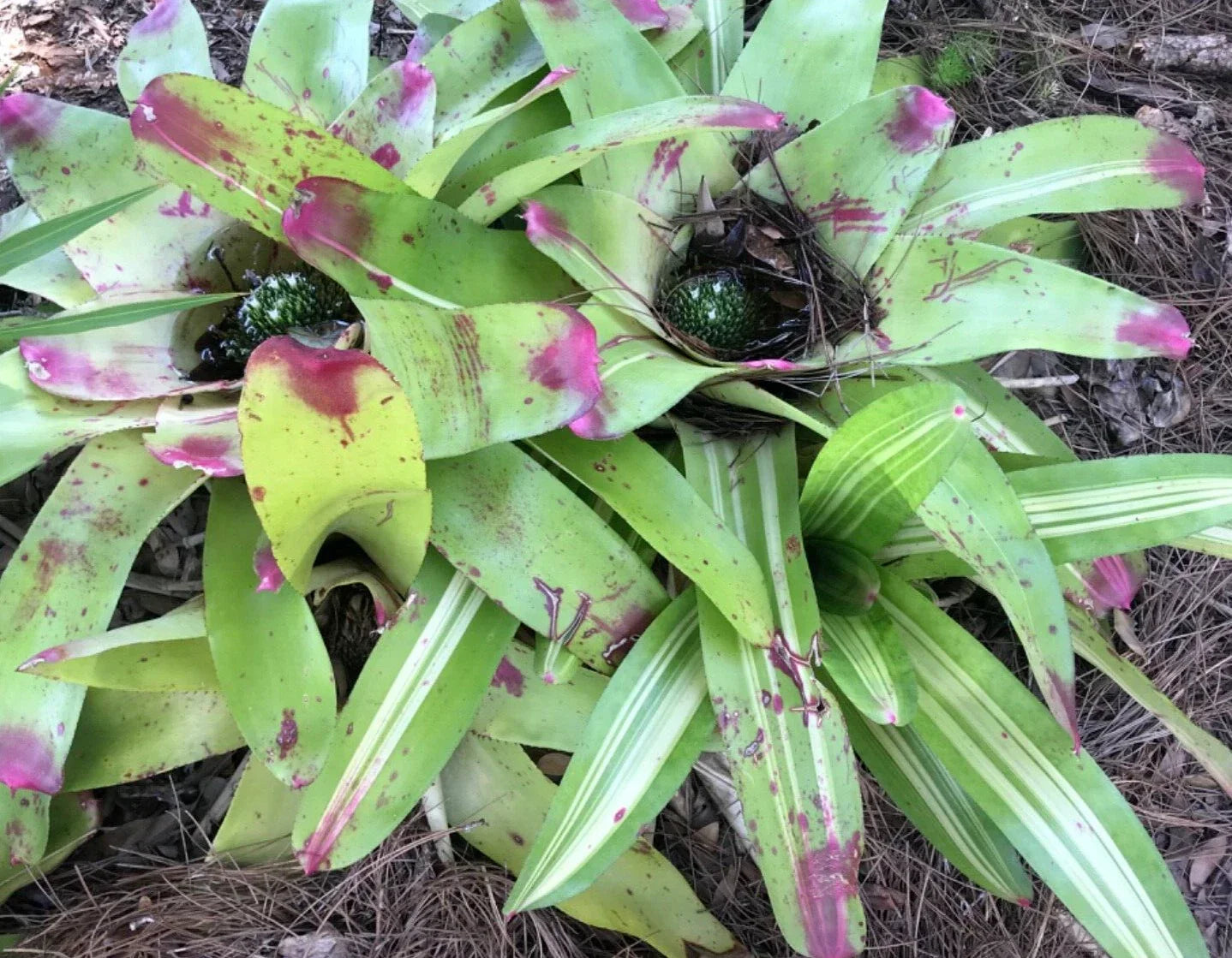 Neoregelia Bromeliad Pup Lime Green Stripe Variegated Indoor Outdoor Plant - Vibrant Foliage, Easy Care