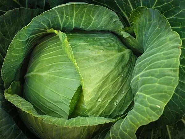 Cabbage Seeds 200+ Count Brunswick Heirloom Non-GMO Brassica oleracea