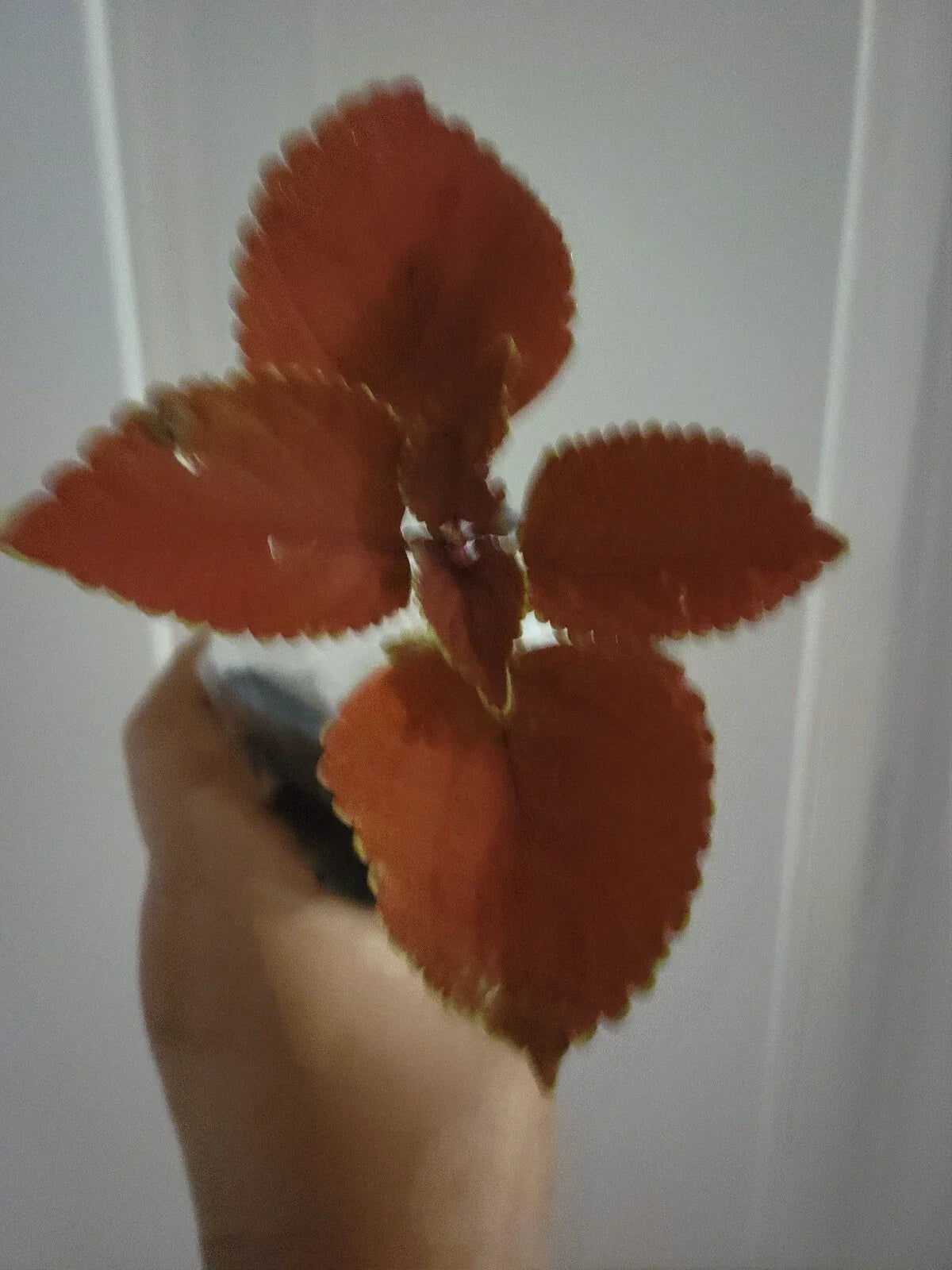 Live Plant Coleus Main Street Wall Street - Fire Sun - Coleus blumei