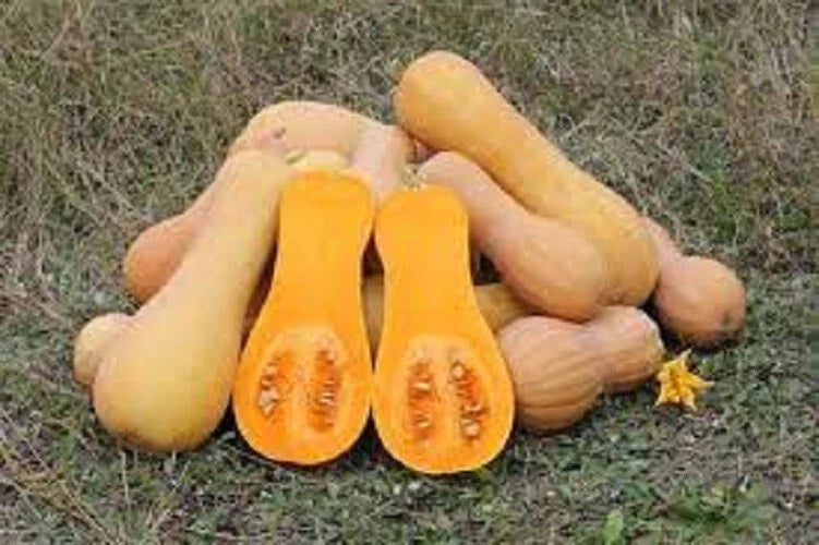 Premium Waltham Butternut Winter Squash Seeds - Heirloom Cucurbita moschata, Organic, Non-GMO, for Baking, Soups, Roasting