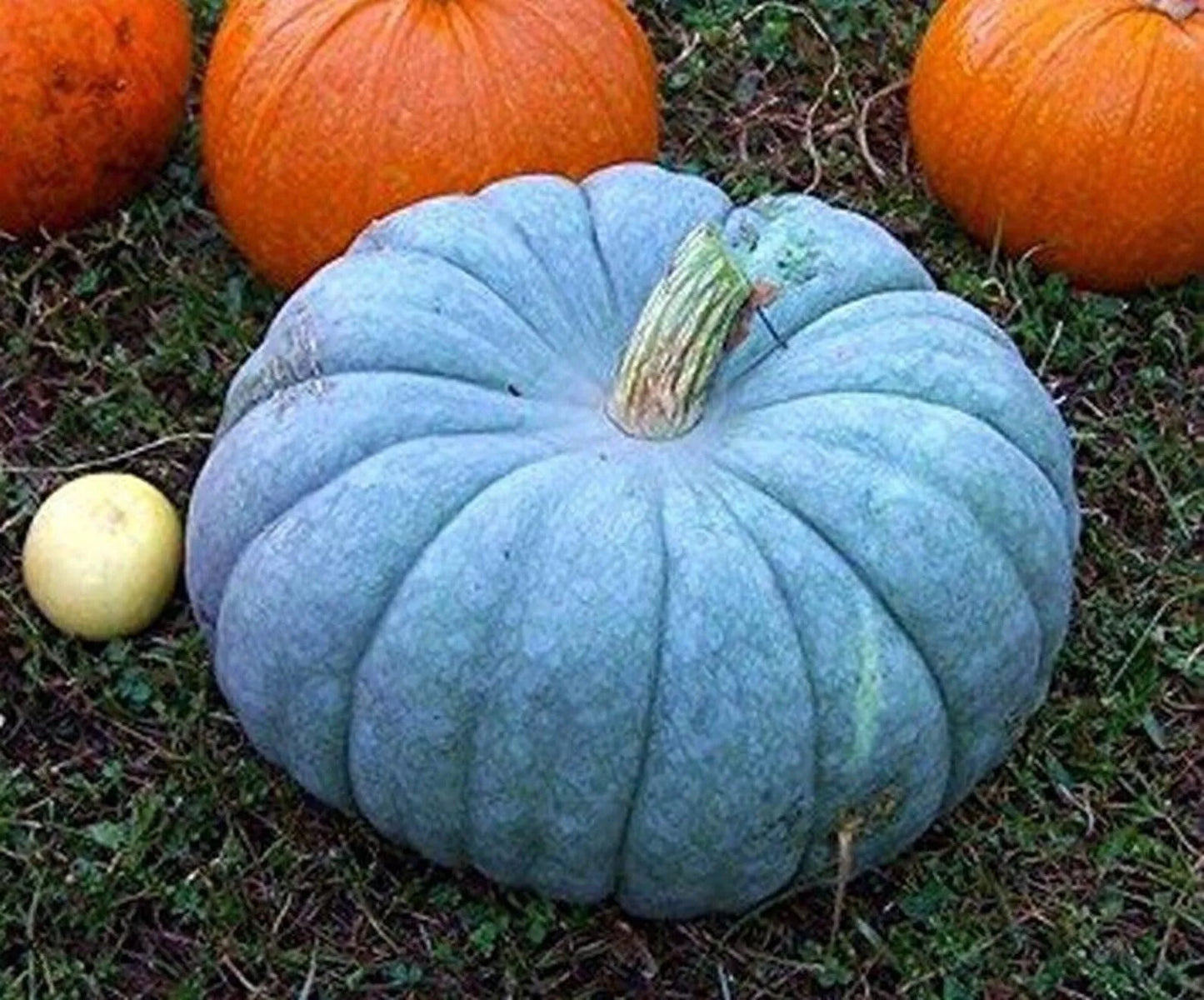 Blue Pumpkin Squash Seeds - 30+ Blue Moon Variety Cucurbita maxima for Garden, Culinary & Decorative Use