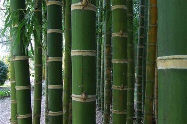 Guadua Bamboo Seeds - Clumping Privacy Screen, Fast-Growing, Drought-Resistant, Guadua angustifolia, Garden Plant, 50 Count