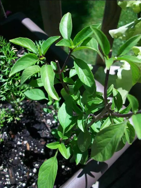 Licorice Basil Seeds Bulk - 1000 Gourmet Culinary Herb Seeds - Ocimum basilicum var. anisatum