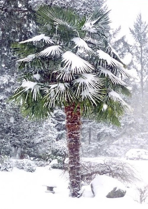 Windmill Fan Palm Seeds - Trachycarpus fortunei, Cold Hardy Palm Tree Seeds for Gardening, 10 Pack