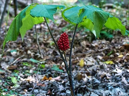 Wild American Ginseng Seeds - Panax quinquefolius - Organic Heirloom Medicinal Herb Seeds for Planting