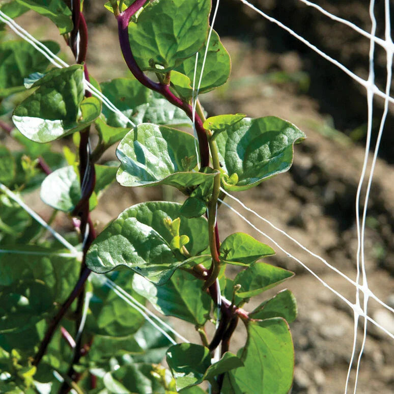Red Stem Malabar Spinach Seeds - 75 Non-GMO Basella alba rubra Seeds