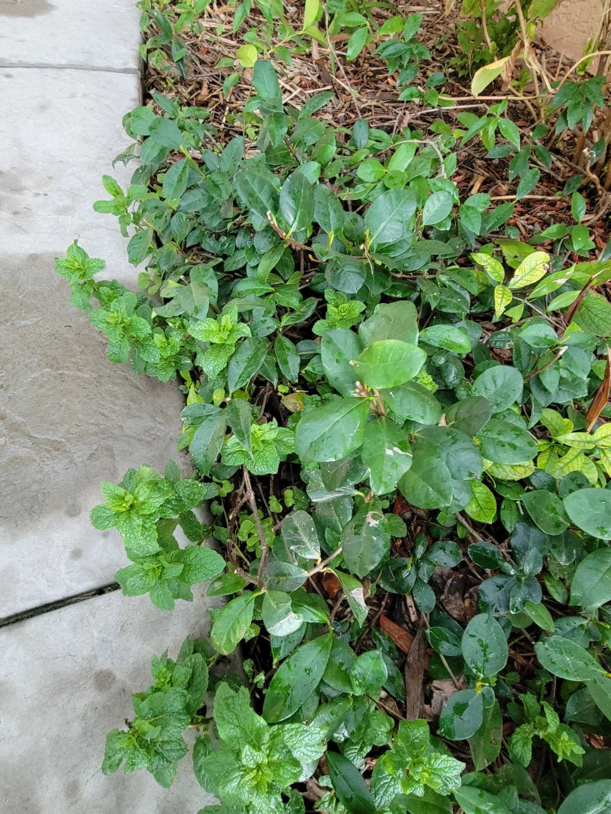 Star Jasmine Plant Bare Root 3/4 Year Old Vine Fragrant Trachelospermum jasminoides