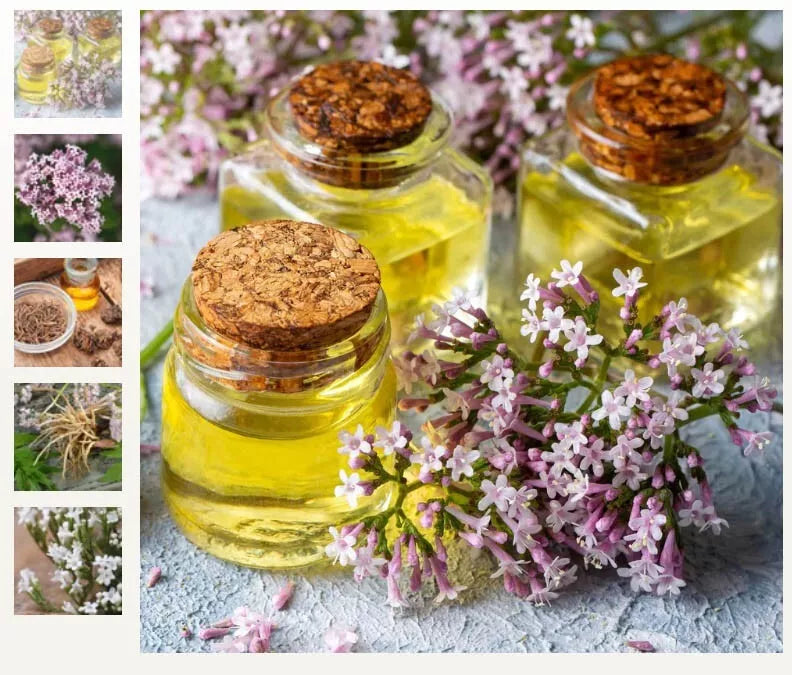 Valerian Medicinal Herb Seeds - Non-GMO Valeriana officinalis - 100 Seeds