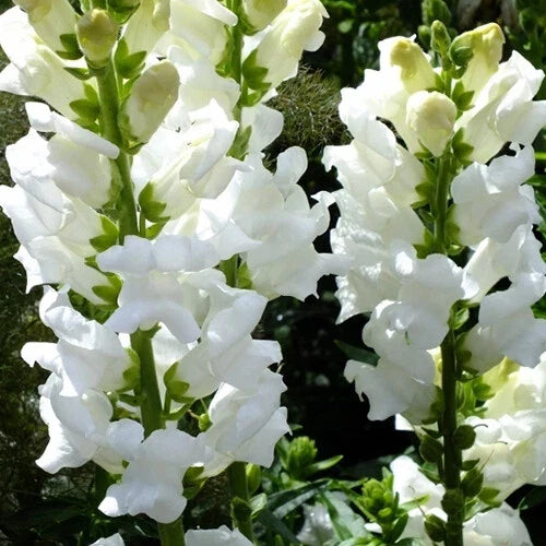 Snowflake Snapdragon Seeds - Heirloom Non-GMO Antirrhinum majus - 1200 Seeds
