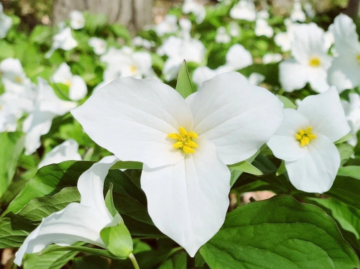 White Trillium Bulbs - 10 Bareroot Plants, Trillium grandiflorum, White Flowers, Woodland Garden, Zones 4-8