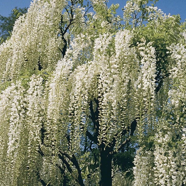 White Chinese Wisteria Seeds - 5 Pack, Climbing Vine, Fragrant White Flowers, Wisteria sinensis, Perennial Garden Plant
