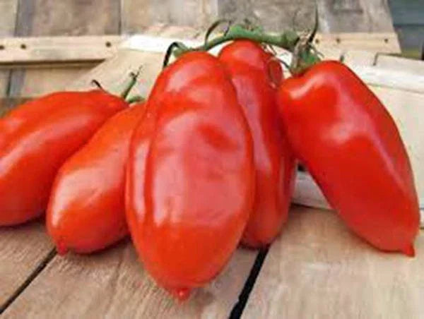 Heirloom Tomato Seeds Garden Collection 6 Pack - Non-GMO Organic Varieties
