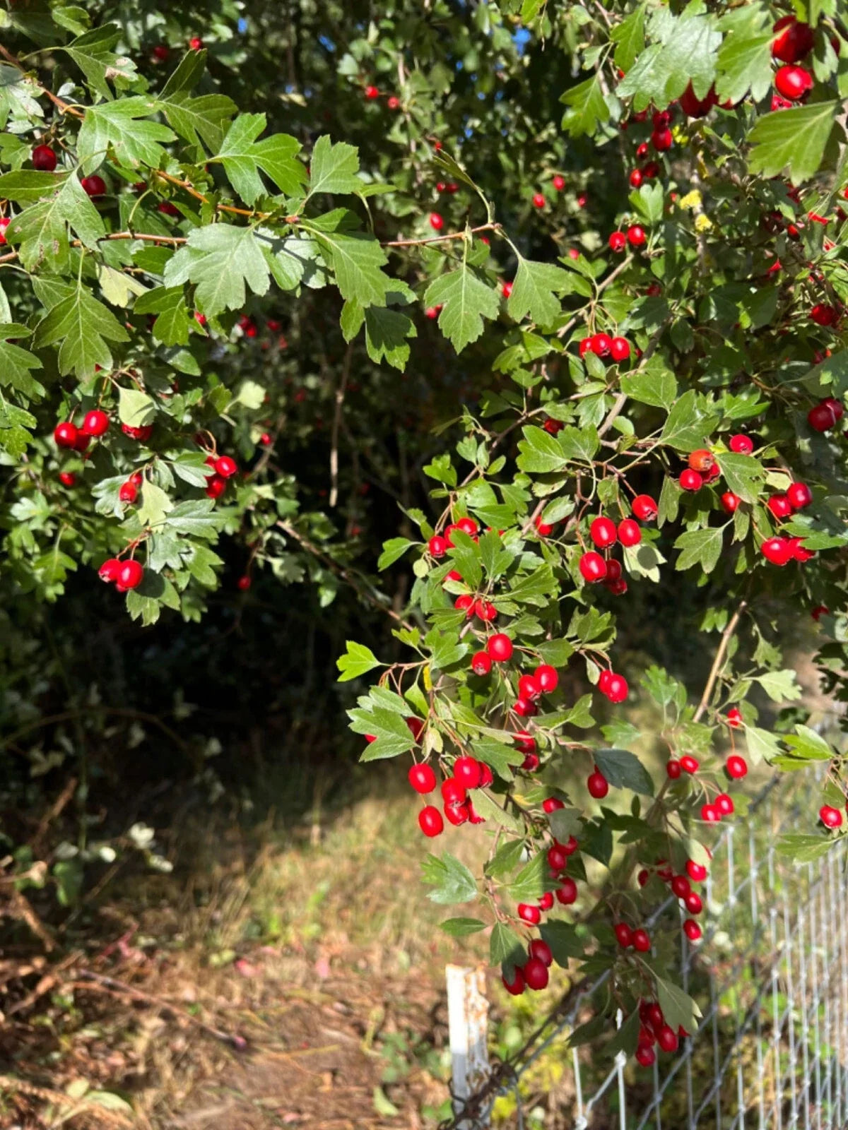 Wild Hawthorn Tree Seedling Crataegus monogyna Native Plant for Garden, Hedge & Wildlife