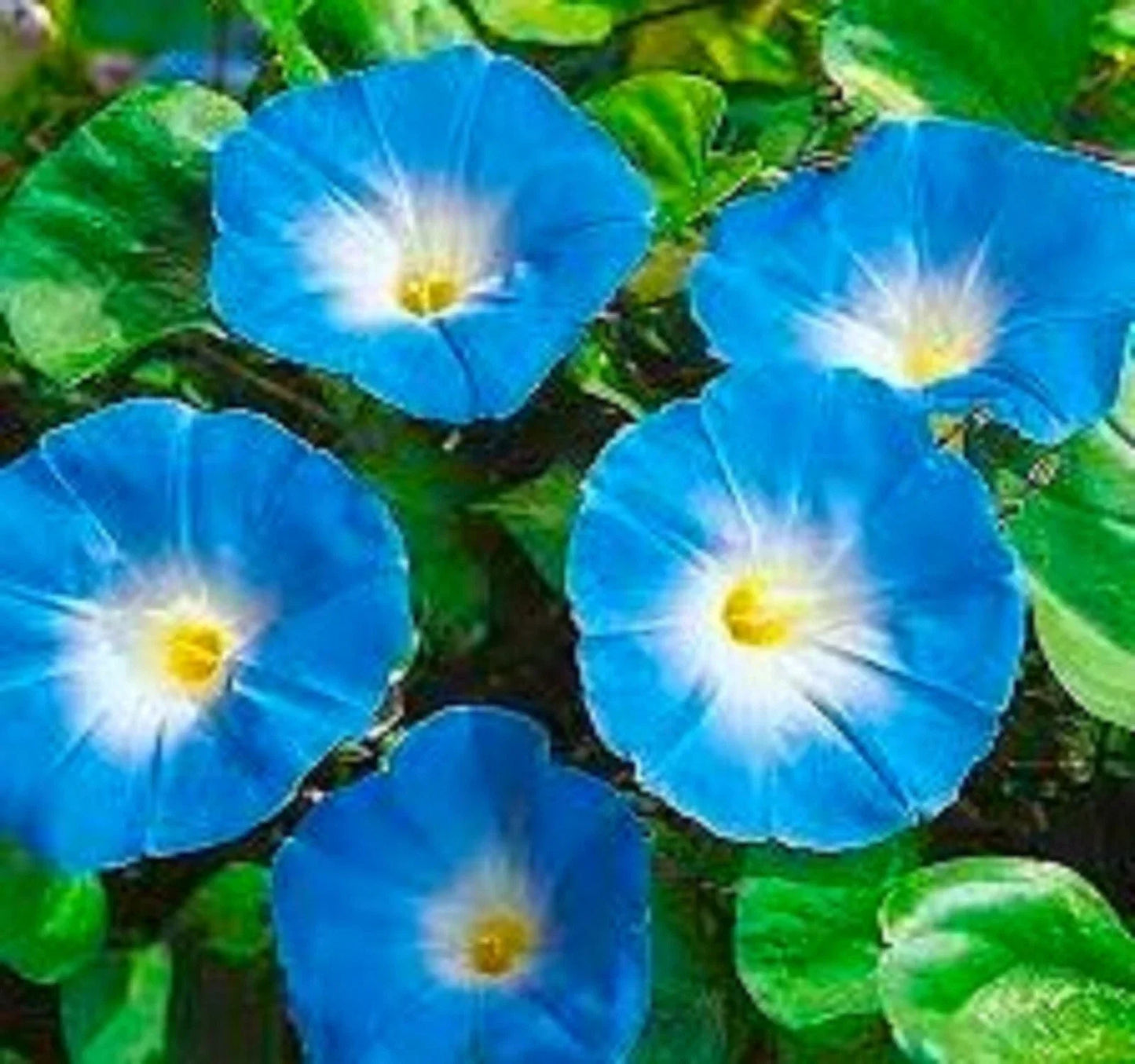 Heavenly Blue Morning Glory Seeds - 30 Ipomoea Seeds for Climbing Vines