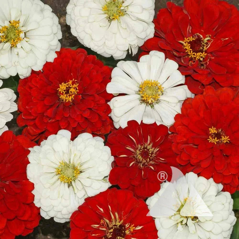 Zinnia Seeds Mix - STOP SIGN Red & White Blooms for Butterflies & Hummingbirds - Non-GMO, 200 Seeds, Zinnia elegans