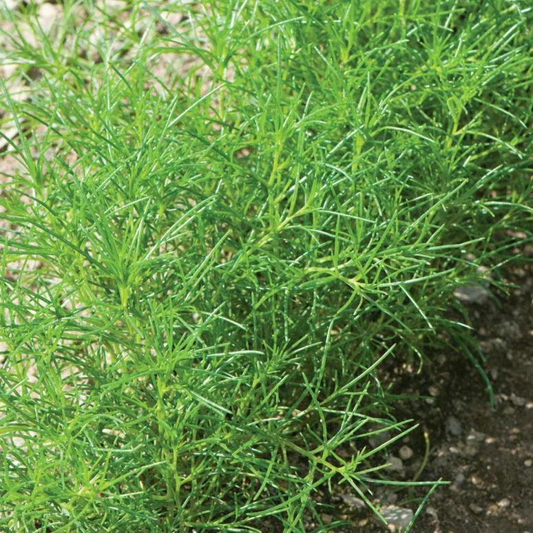 Saltwort Herb Seeds - 30 Non-GMO Seeds - Suaeda japonica - USA Seller