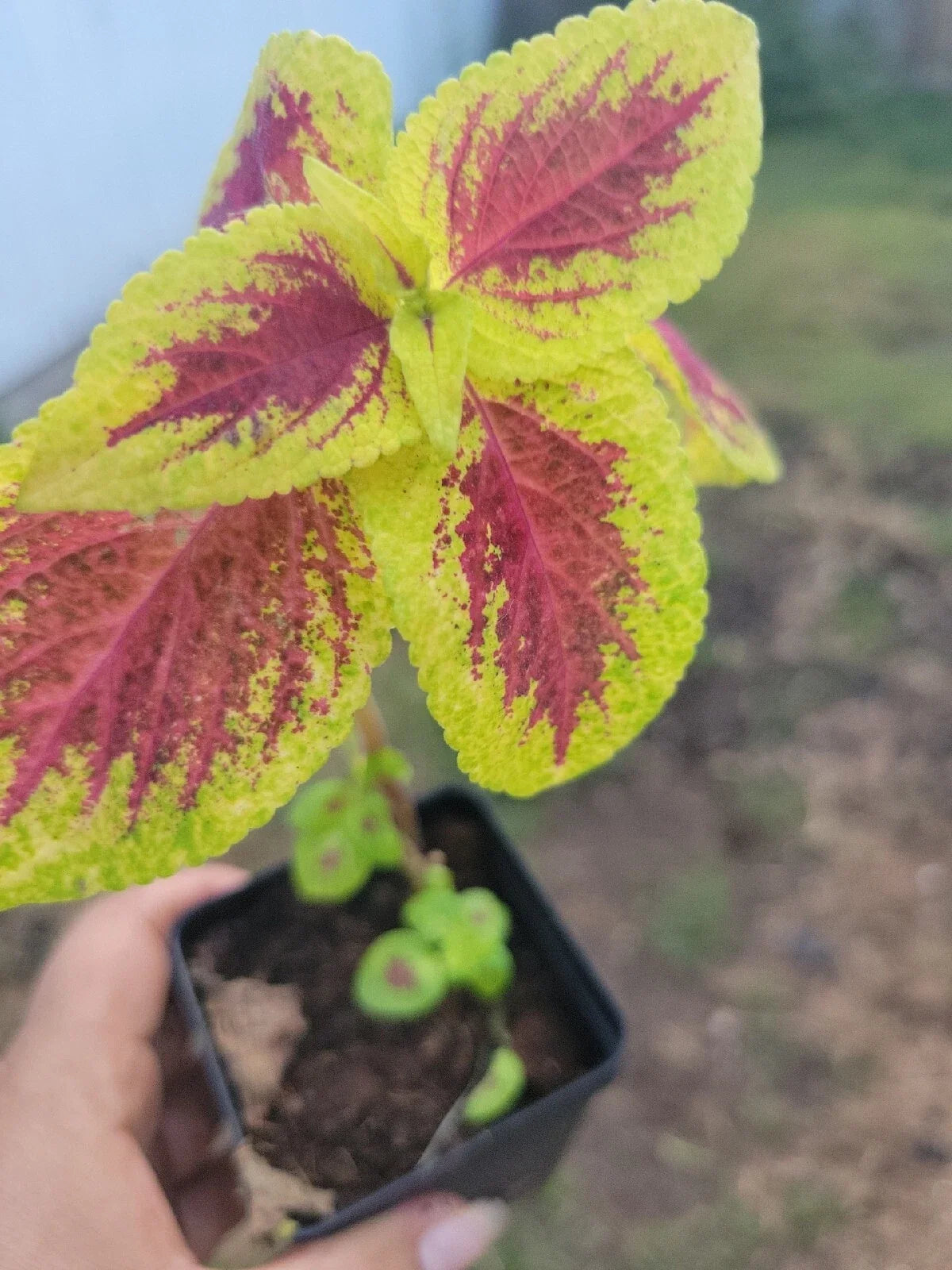 Coleus Live Plant in 4-Inch Pot, Variegated Foliage, Plectranthus scutellarioides, Indoor & Outdoor Garden Plant