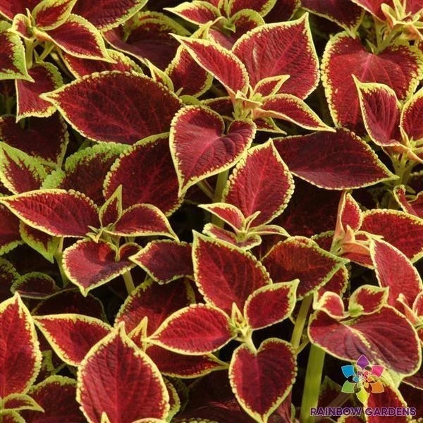 25+ Coleus Seeds Sun Crimson Gold Pack - Vibrant Foliage, Easy Grow, Garden, Container, Coleus blumei