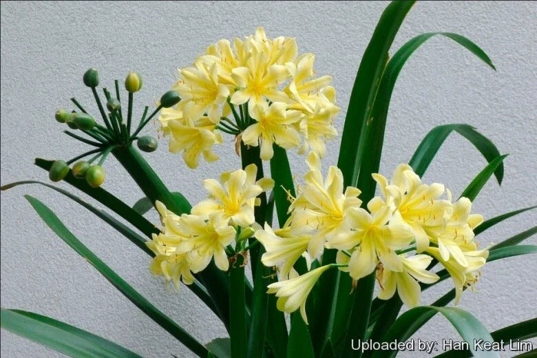 Yellow Clivia Miniata Bush Lily Plant - 4 Years Old, Indoor & Outdoor Ornamental Flowering Plant