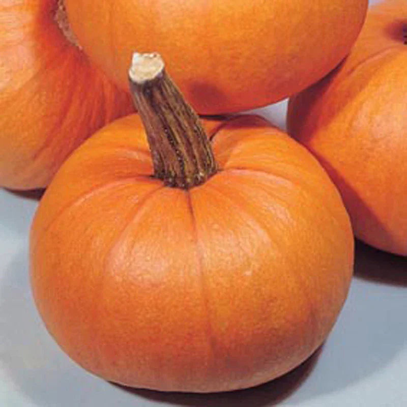 Small Sugar Pumpkin Seeds - Heirloom Cucurbita pepo Seeds for Planting