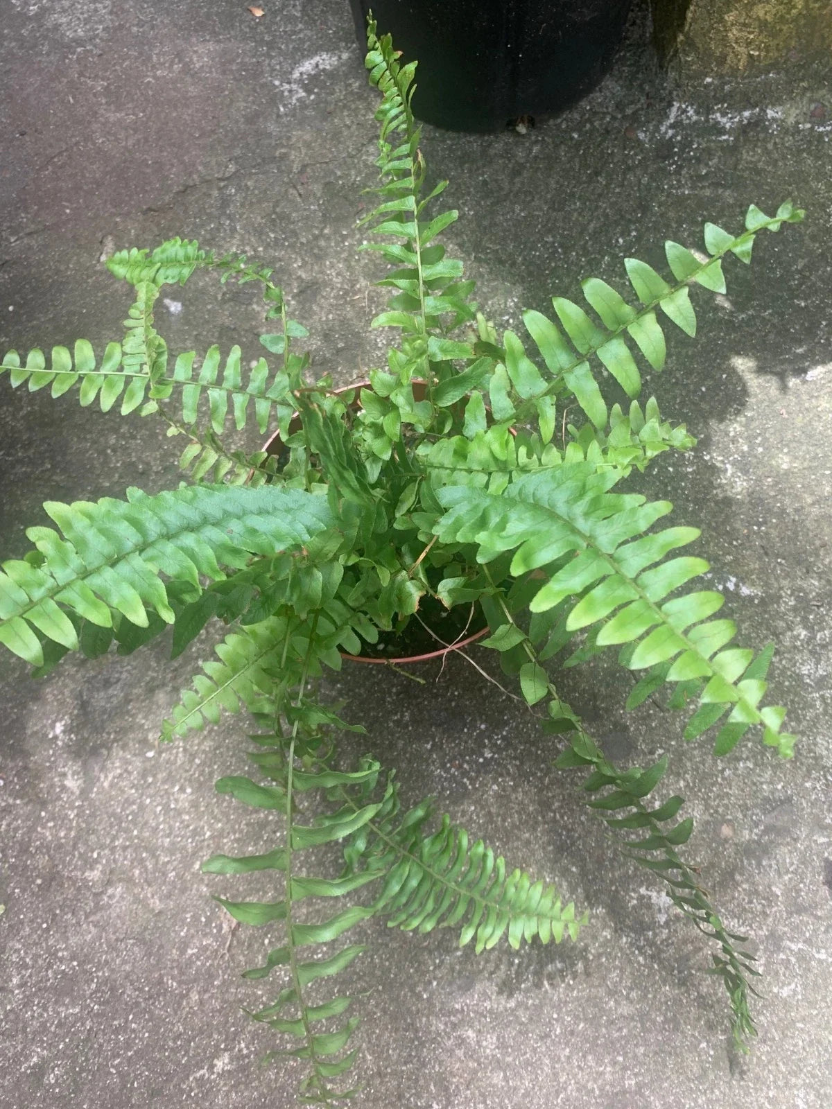 Rooted Boston Fern Plant - Indoor/Outdoor Foliage - Nephrolepis exaltata - 6-Inch Pot