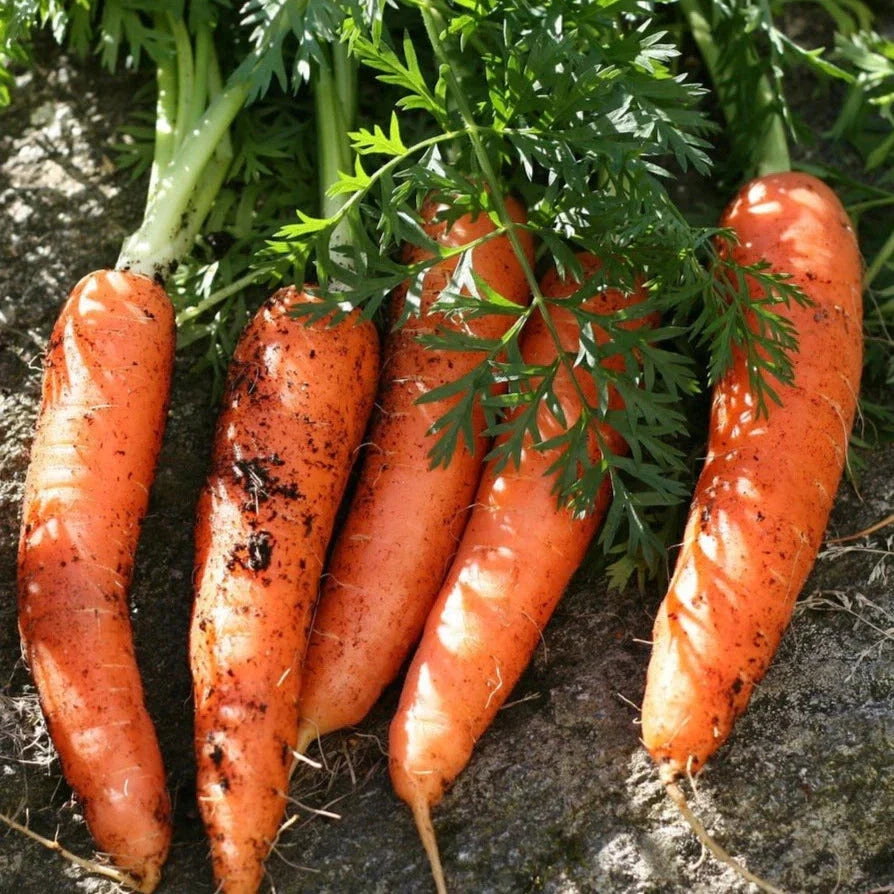 Scarlet Nantes Carrot Seeds - 500+ Count, French Parisian Variety, Daucus carota, Sweet Crunchy Orange Root, Full Sun, Non-GMO
