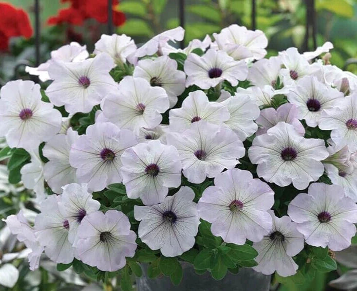 Petunia Seeds - 10 Pelleted Seeds - Trilogy Silver Blotch F1 - Petunia x hybrida Garden Flower Seeds