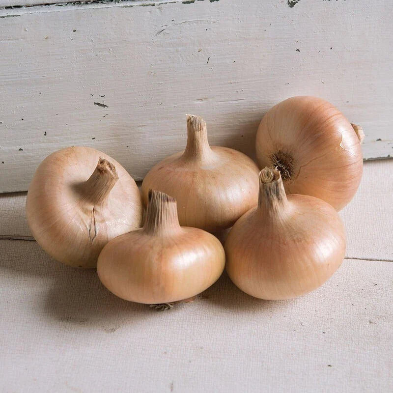 Gold Coin Onion Seeds - 250 Non-GMO Allium cepa Seeds for Home Gardens