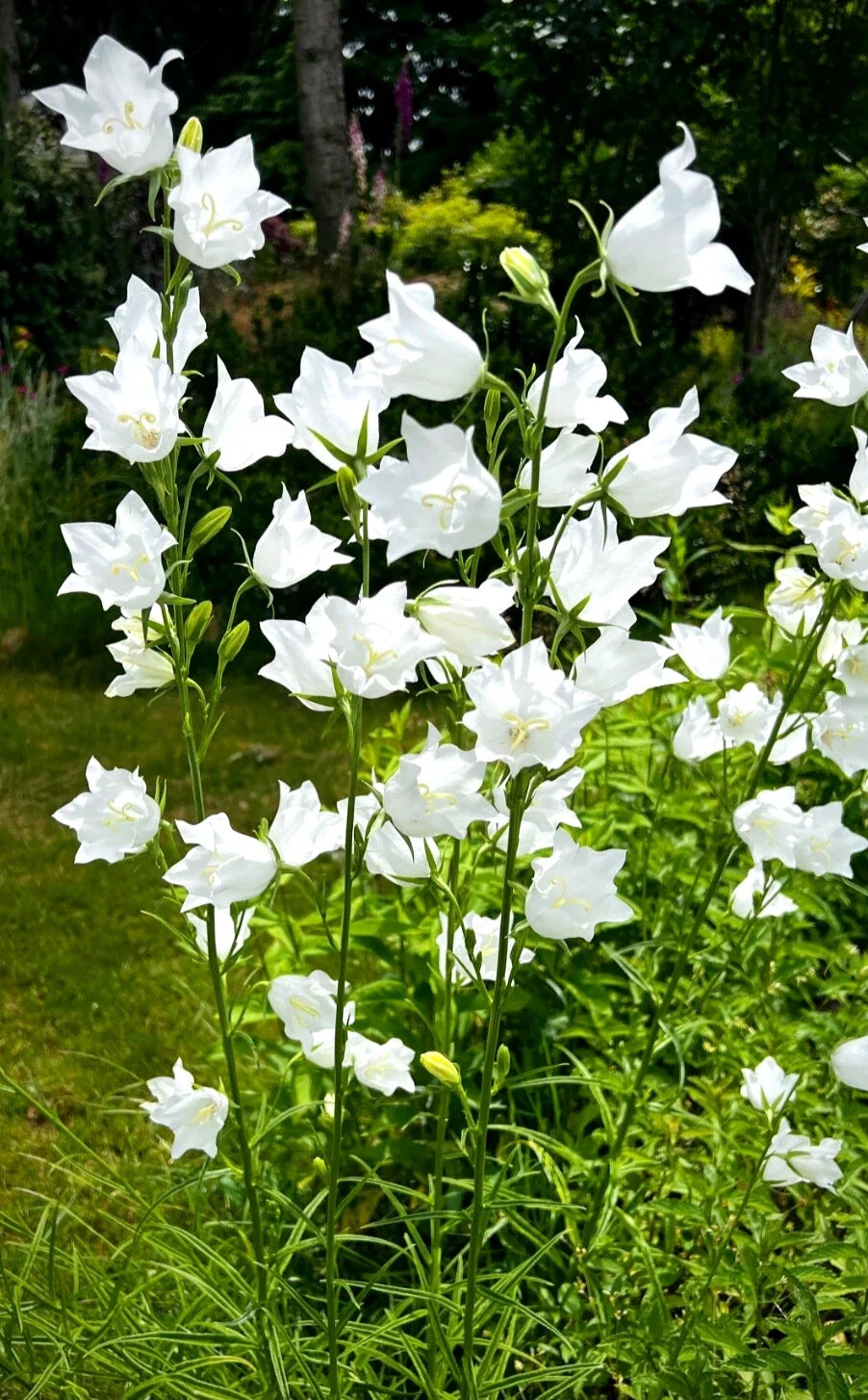 White Bellflower Perennials Plants Set of 5 - Campanula persicifolia - Hardy Garden Flowers for Borders & Containers