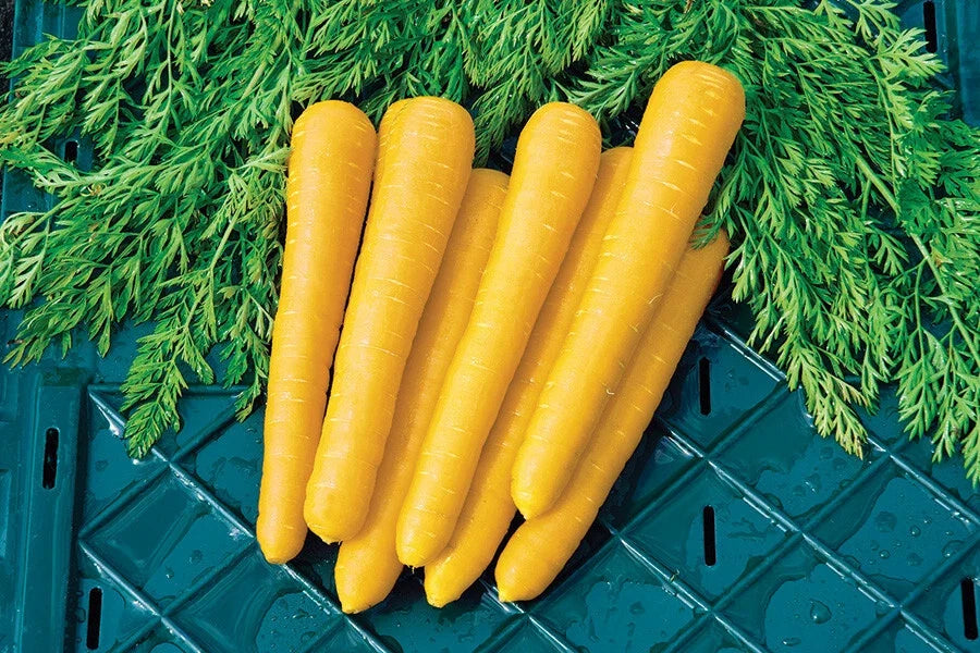 Gold Nugget Carrot Seeds - Organic Daucus carota - 1000+ Seeds for Home Garden & Container Planting