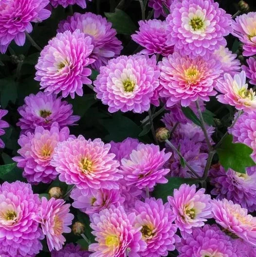 Orchid Delight Mum Seeds - 200+ Chrysanthemum morifolium Flower Seeds for Garden & Containers