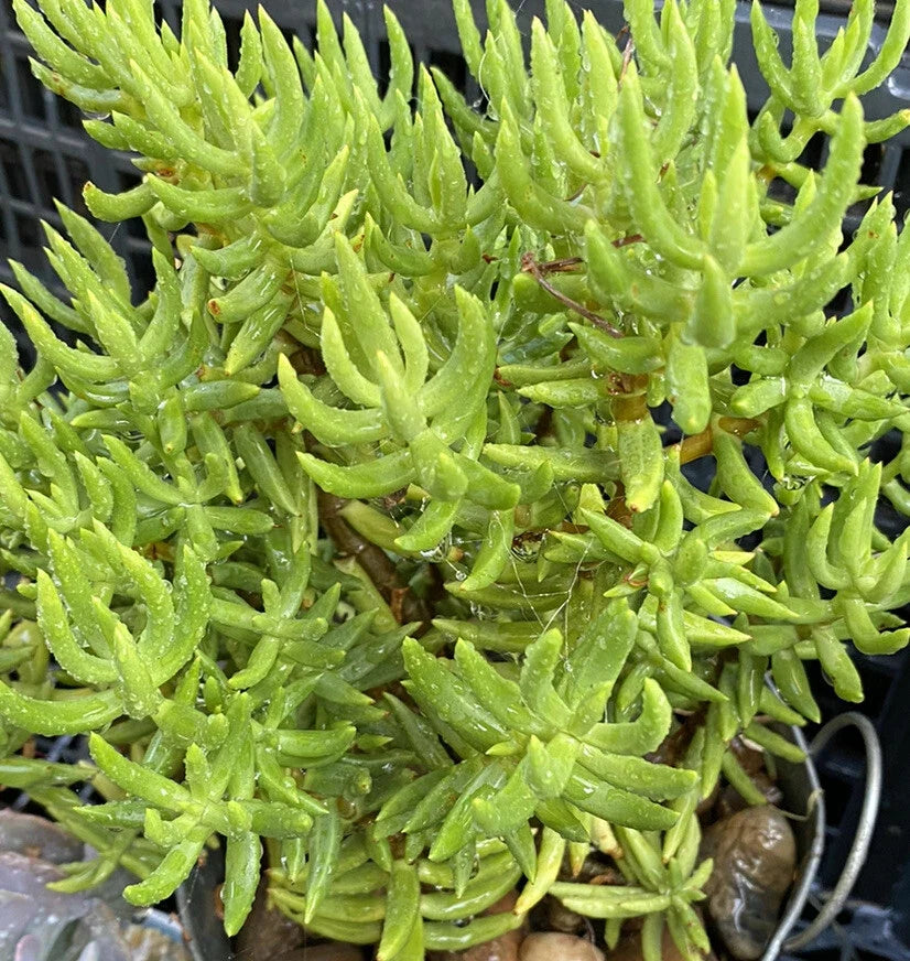 Crassula Tetragona Succulent Cuttings - 10 Miniature Pine Tree Plants for Indoor & Outdoor Decor