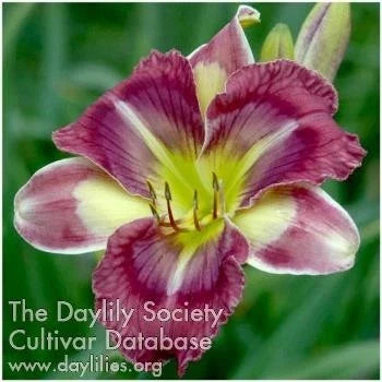 Purple Daylily Live Plant - Hemerocallis Hybrid for Garden Beds & Containers