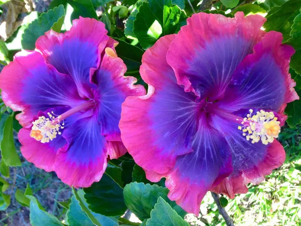 Hibiscus Seeds - 20 Pink Purple Blue Perennial Flower Seeds - Hibiscus rosa-sinensis - Garden, Pollinator Attracting, Easy Grow