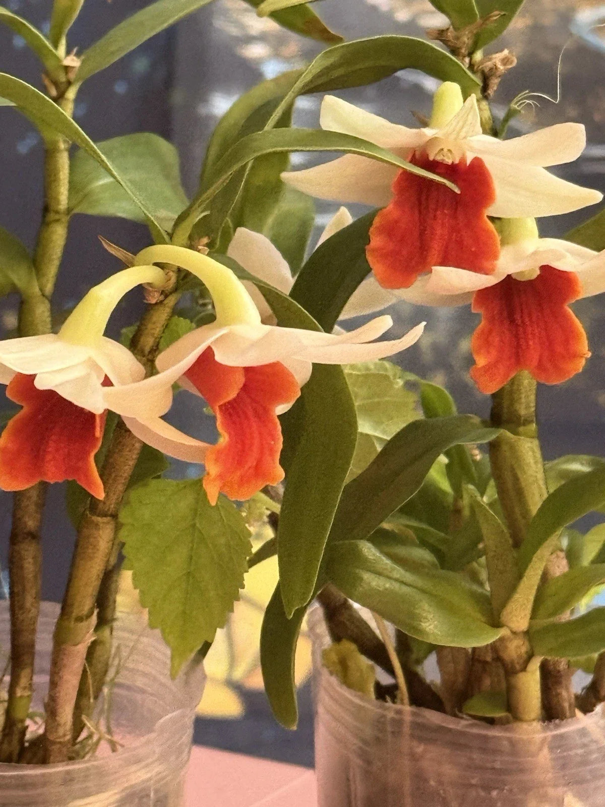 Dendrobium Orchid Bare Root Stem - Indoor Flowering Houseplant - Exotic Epiphytic Orchid - Dendrobium spp.