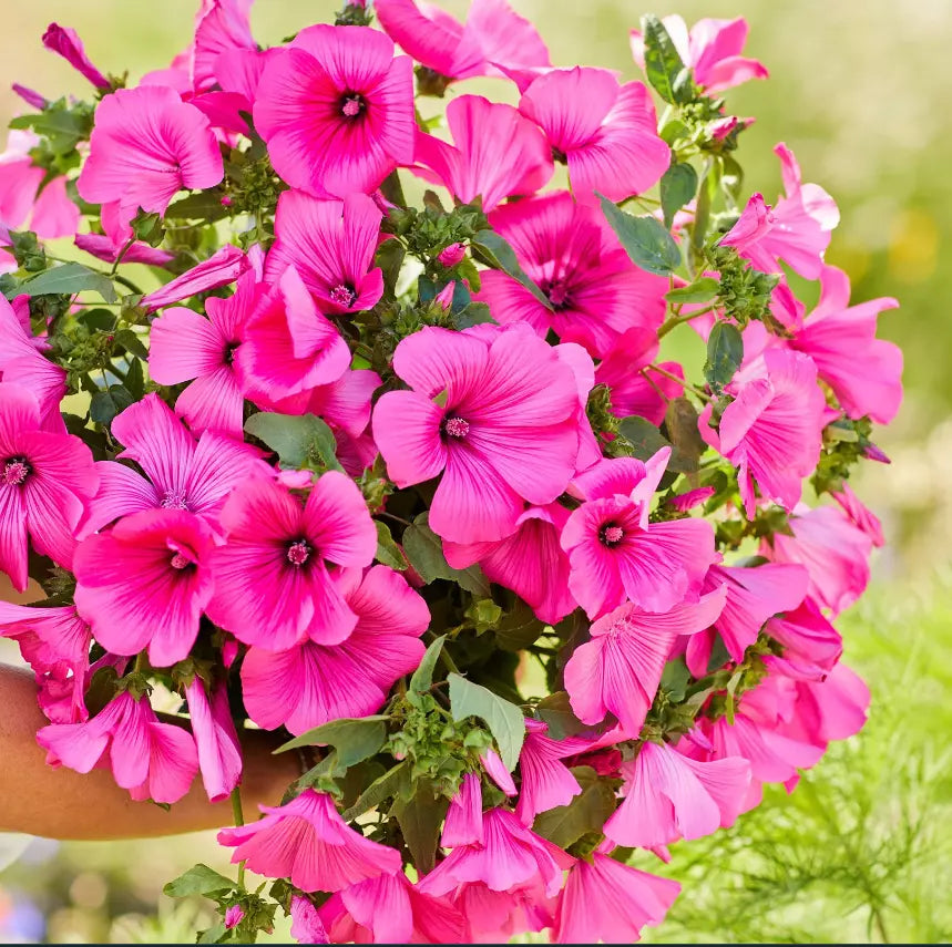 Rose Mallow Seeds - 100 Non-GMO Hot Pink Hibiscus moscheutos Seeds