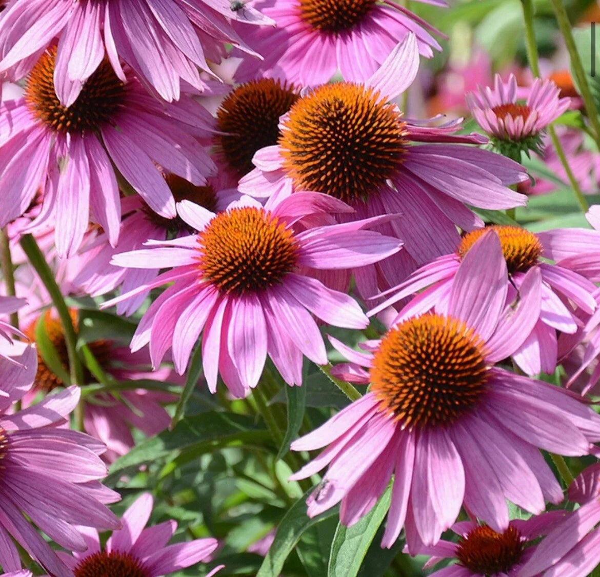 Echinacea Seeds - 100+ Purple Red Coneflower Perennial Wildflower for Bees - Echinacea purpurea, USA Grown