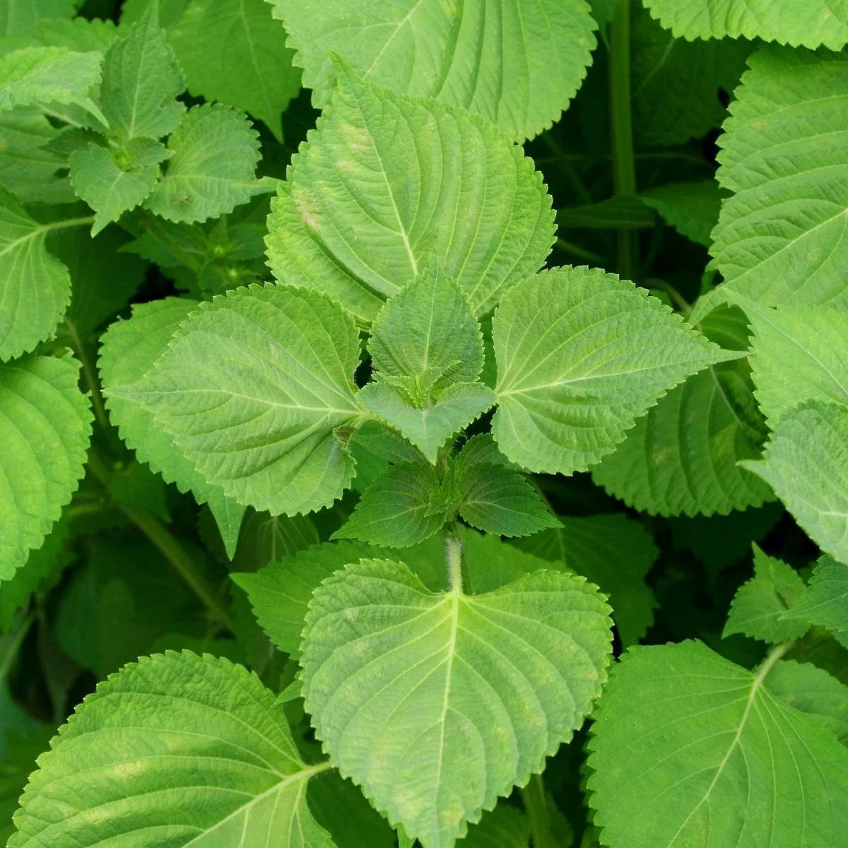 Green Shiso Seeds - Non-GMO Perilla Herb, Korean Basil, Culinary Plant, Green Foliage Seed Packet