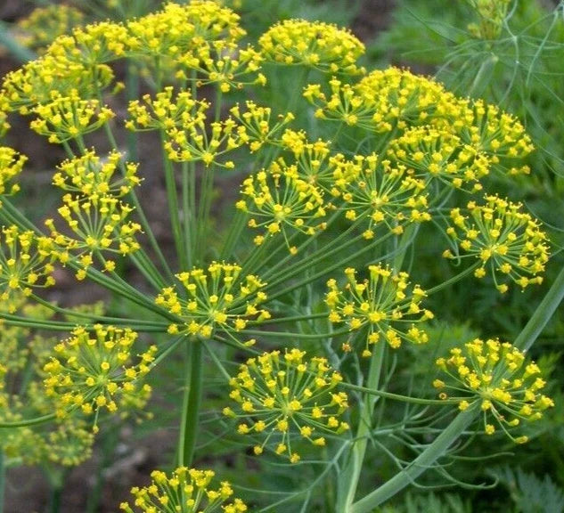 Mammoth Long Island Dill Seeds – 1000+ Annual Herb for Pickling & Cooking – Anethum graveolens Seed Pack