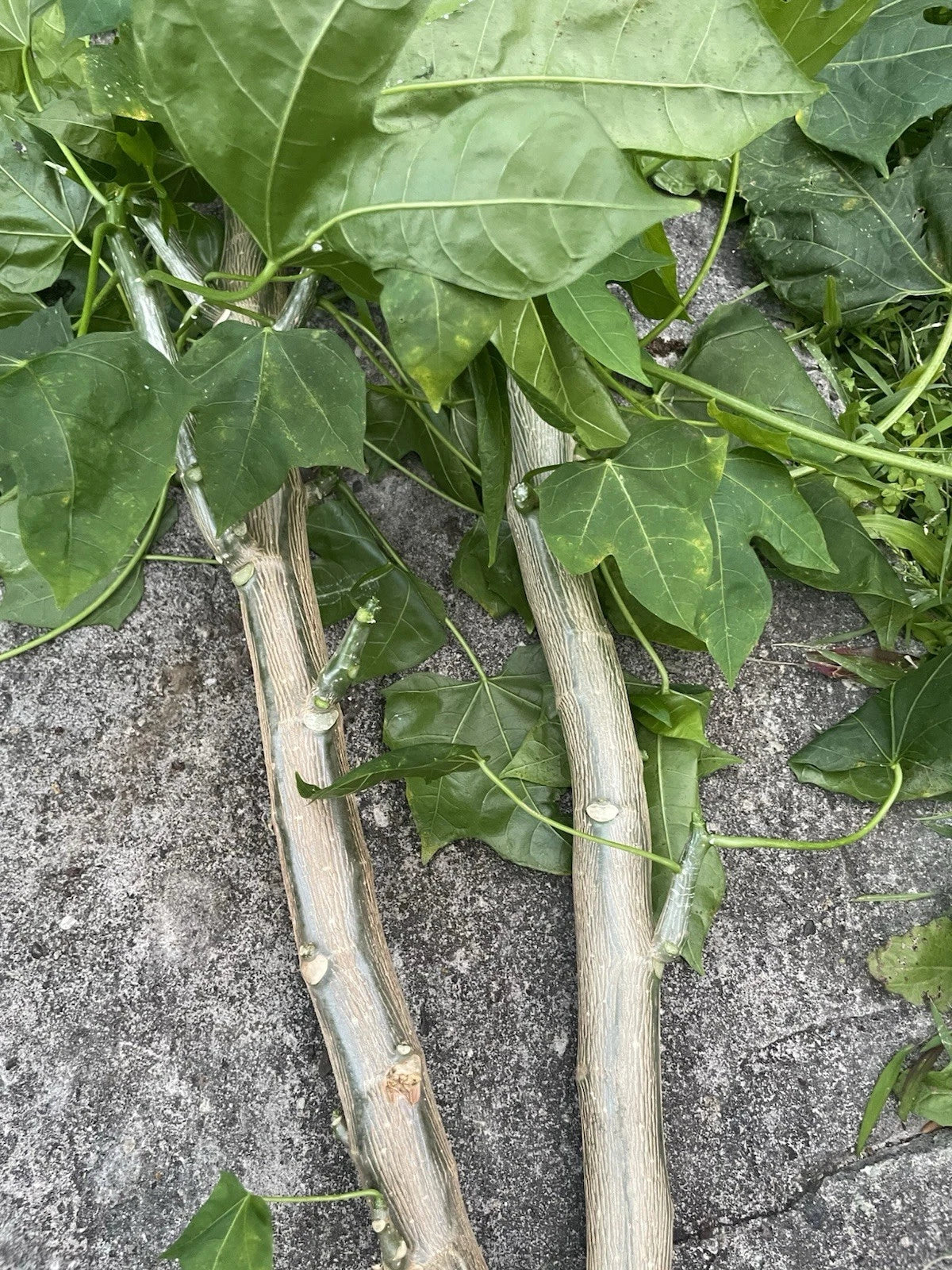 Hawaii Chaya Cuttings 15 Pack - Maya Tree Spinach Cnidoscolus aconitifolius Superfood in Volcanic Soil