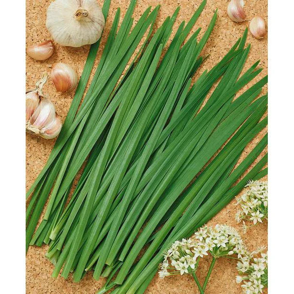 Garlic Chives Seeds | NON-GMO Heirloom Allium tuberosum | Culinary Herb for Garden & Containers