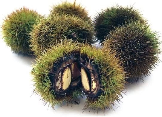 Japanese Silverleaf Chestnut Tree Seeds - Castanea crenata Nut Tree Seeds for Planting, Prolific Yielder, Silver Foliage
