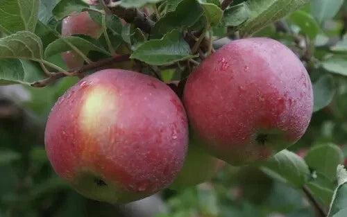 Empire Apple Seeds - 25 Non-GMO Malus domestica for Garden Planting, Home Orchard, Fresh Eating, Baking, Cider