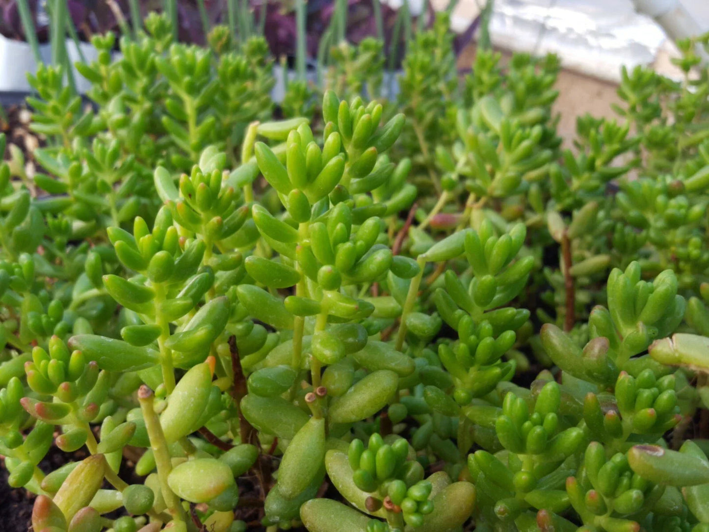 25 Assorted Succulent Leaf Cuttings for Rooting - Variety Mix for Propagation