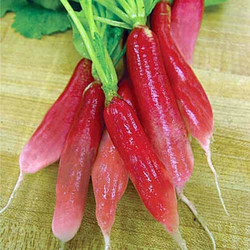 China Rose Radish Seeds - Heirloom Raphanus sativus - 500+ Pack, Fast-Growing, Non-GMO, Salad Radishes for Home Gardens
