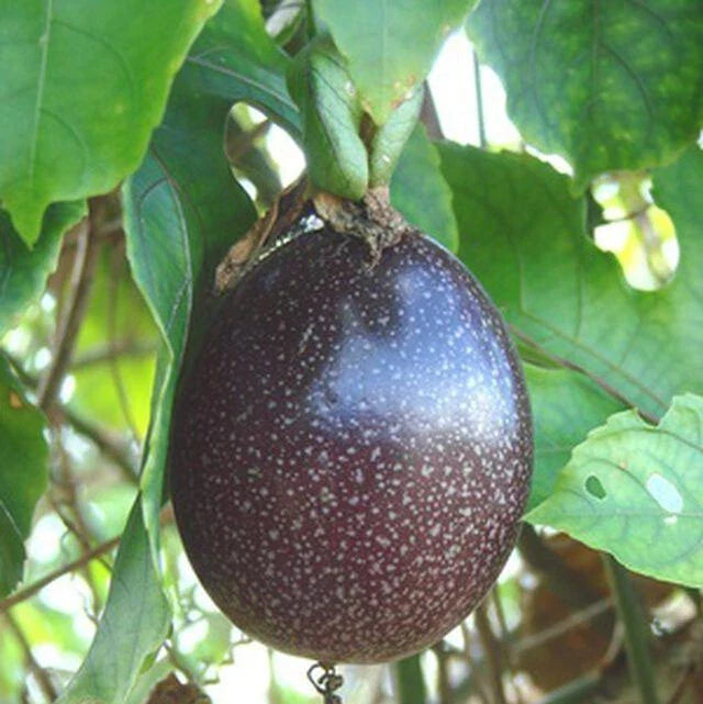 Purple Passion Fruit Seeds - Passiflora edulis Vine Seeds for Garden, Patio, or Pot Growing - 15+ Pack