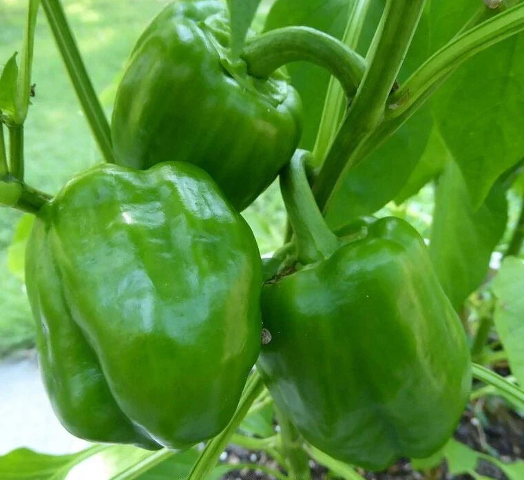 Emerald Giant Bell Pepper Seeds - 50+ Non-GMO Sweet Vegetable Seeds Capsicum annuum