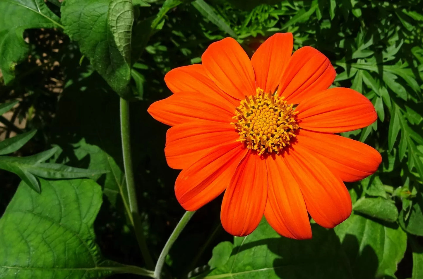 Torch Tithonia rotundifolia Seeds - Mexican Sunflower, Bright Orange Flowers, Butterfly Attractant, 50+ Seeds