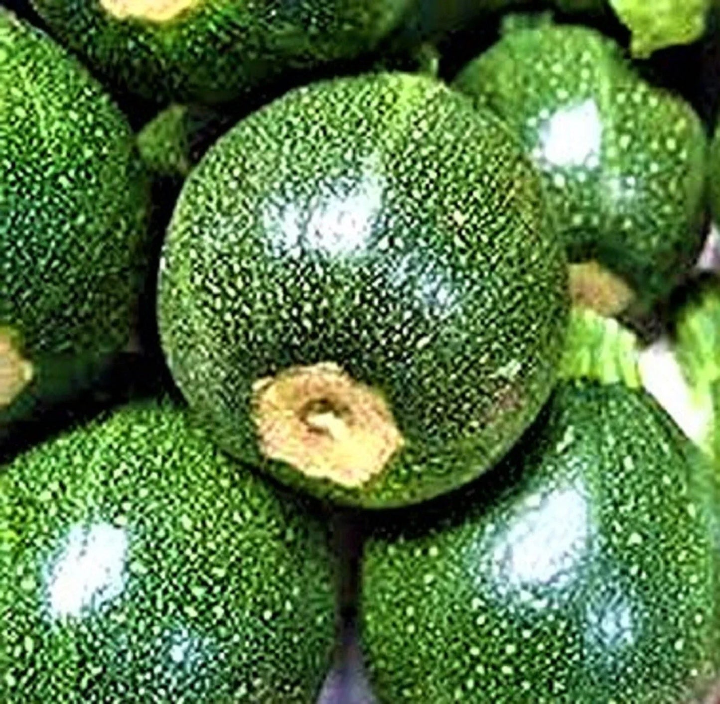 Round Zucchini Seeds – 20 Non-GMO Cucurbita pepo Vegetable Seeds for Home Garden, Container Growing
